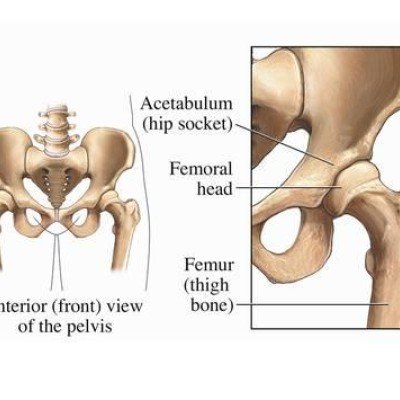 Всичко за тазобедрените стави