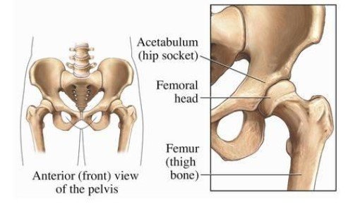 Всичко за тазобедрените стави