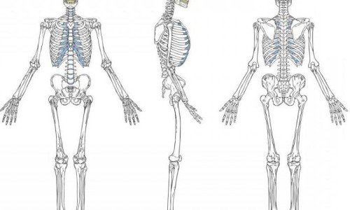 Опорно-двигателна система на човека – част 1