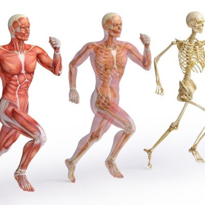 Опорно-двигателна система на човека – част 2