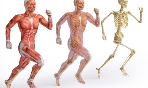 Опорно-двигателна система на човека – част 2