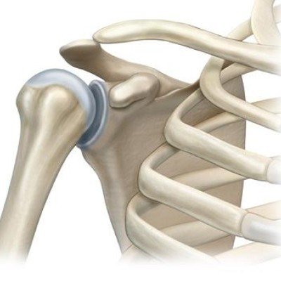 Раменна става: анатомия и патологии