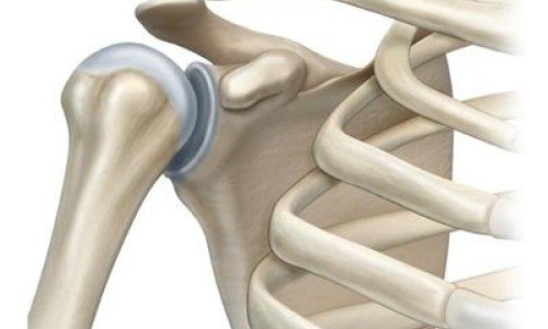 Раменна става: анатомия и патологии