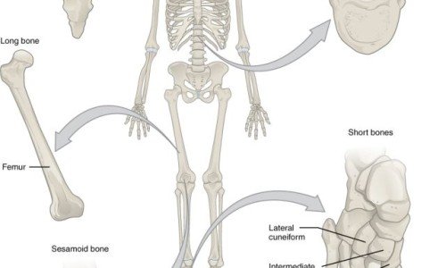 Видове стави в човешкото тяло – част 1