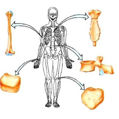 Видове стави в човешкото тяло – част 2