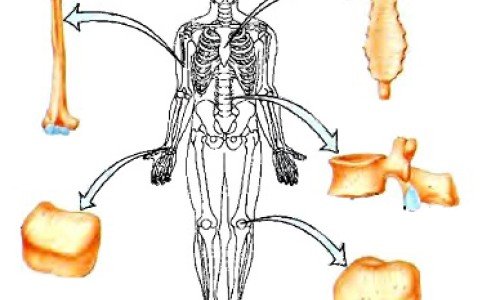 Видове стави в човешкото тяло – част 2