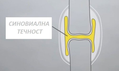 Синовиална (ставна) течност – за какво служи и къде се намира? – 1 част