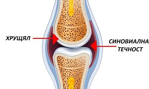 Синовиална (ставна) течност – за какво служи и къде се намира? – 2 част